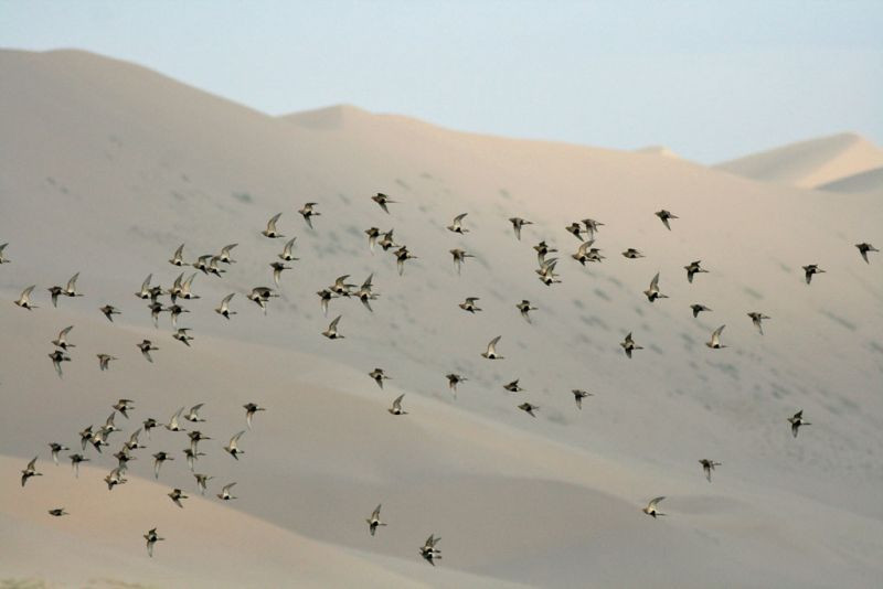 …form a backdrop to a flock of Pallas’s Sandgrouse coming in to drink at a desert pool…