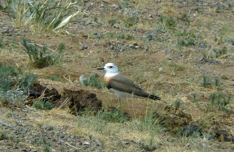 On our travels we’ll encounter many of Mongolia’s special breeding birds: for example stunning Oriental Plover…  (wr)