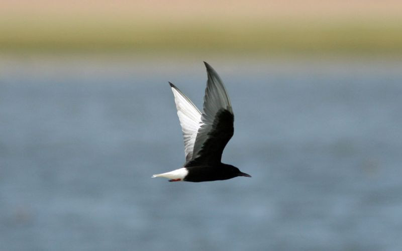 …a White-winged Tern..