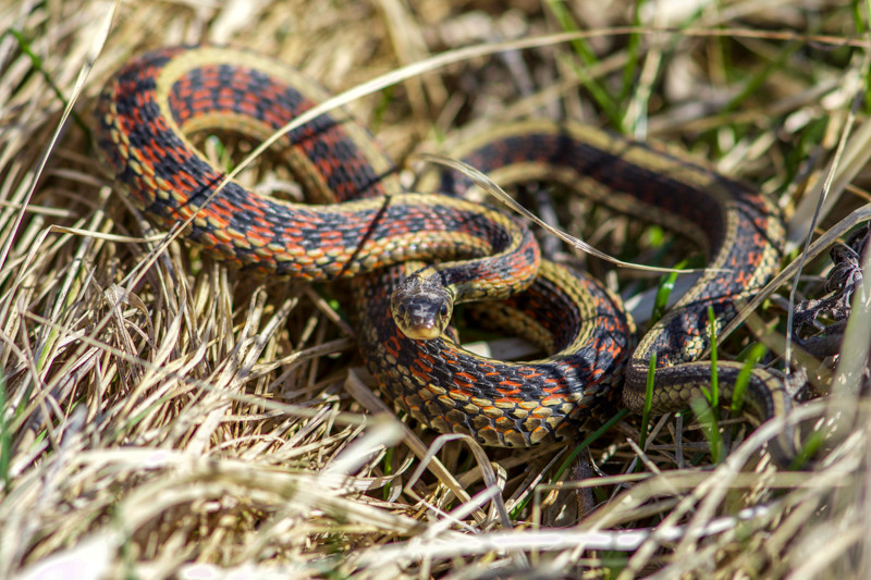 …as well as the emergence of reptiles like this Red-sided Garter Snake.