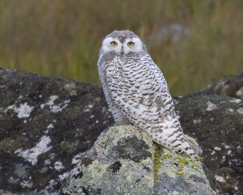 …and in some years we find young Snowy Owls nearby, feasting on the numerous Tundra Voles.