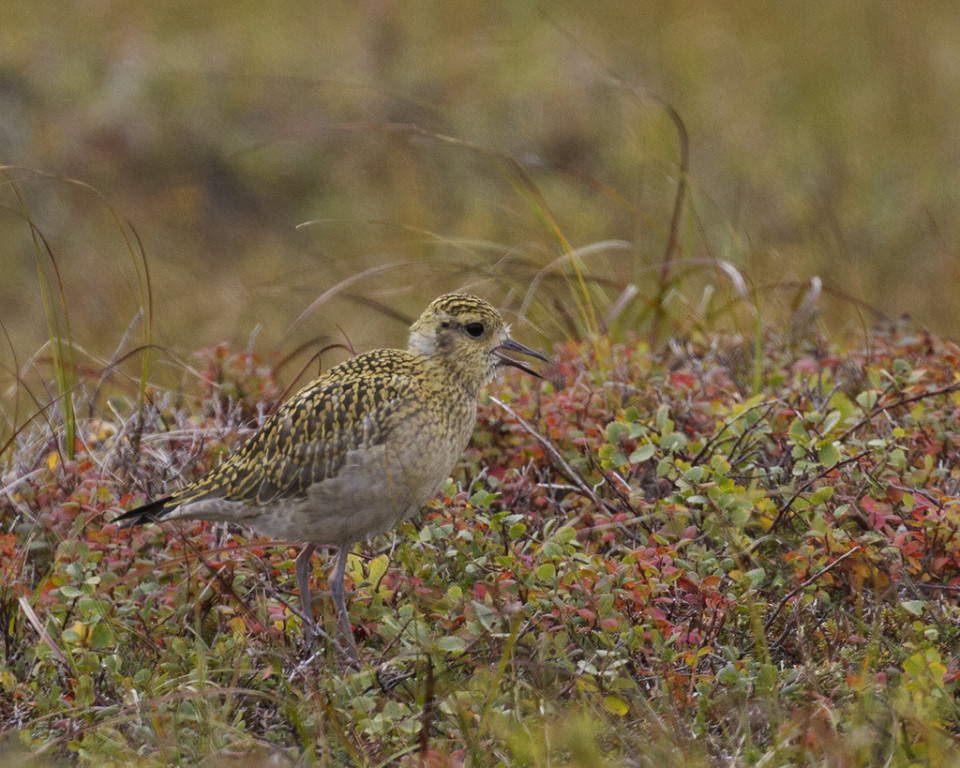 …and juvenile shorebirds like this Pacific Golden gearing up for their first fall migration.