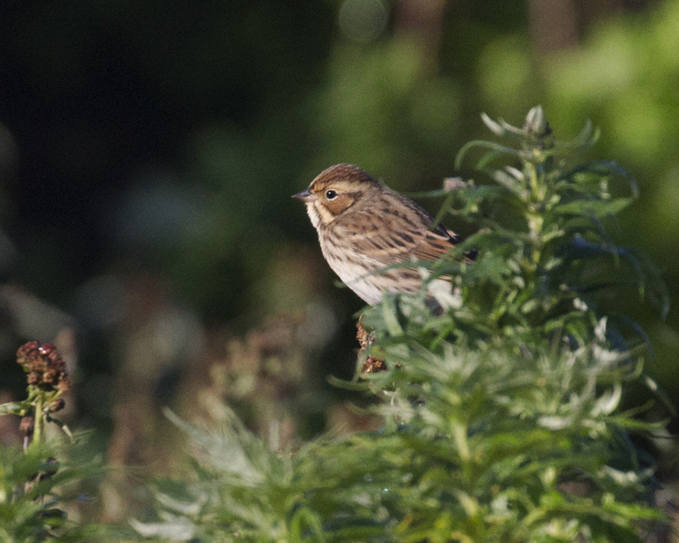 …or stray species  like this Little Bunting…