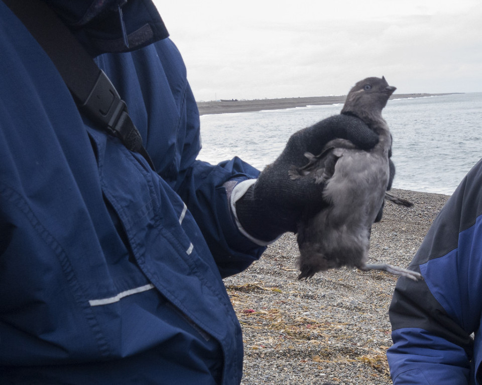 Young Auklets are frequently spotted, sometimes land bound…