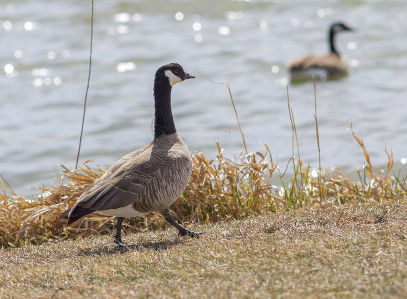 …and close views of a wide range of waterfowl including squat Cackling Geese…