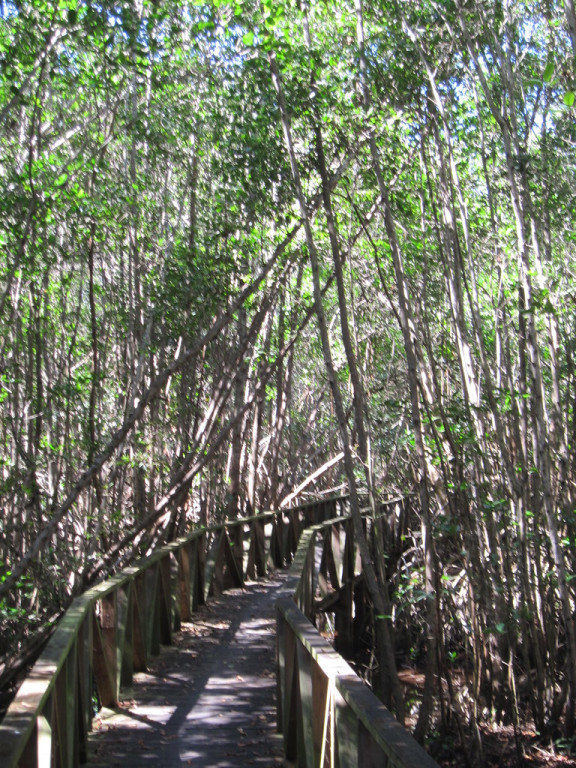 …while coastal mangroves forests hold…