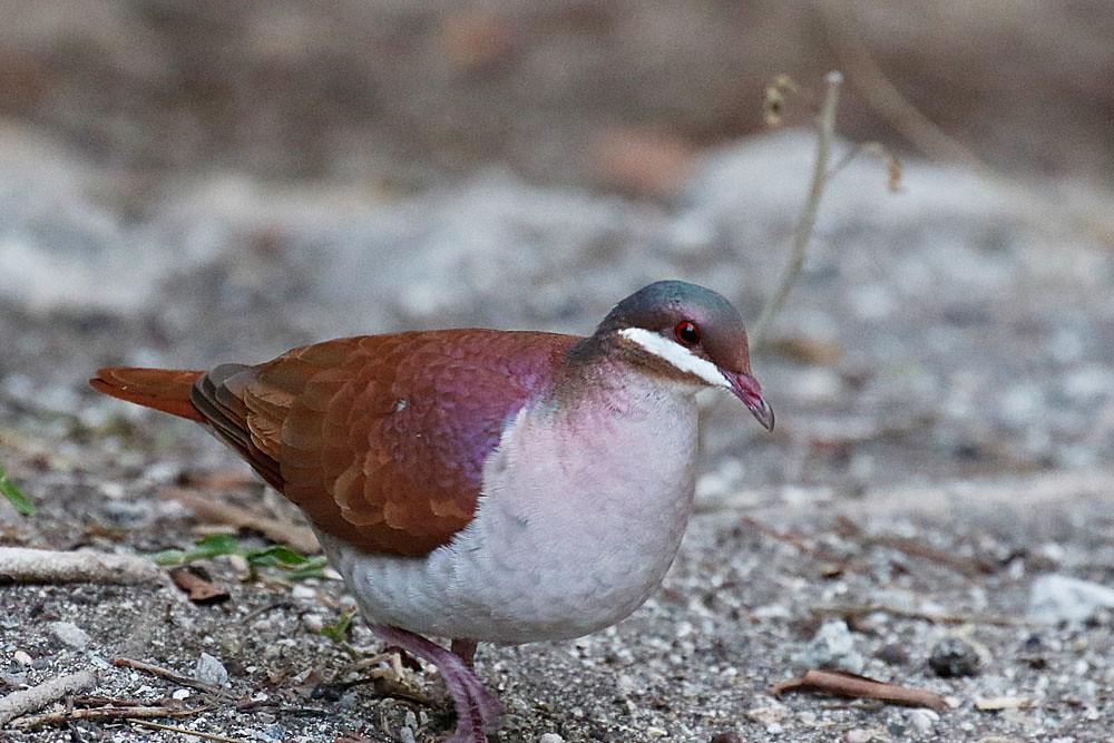 …and at a local feeding station, Key West Quail-Dove.