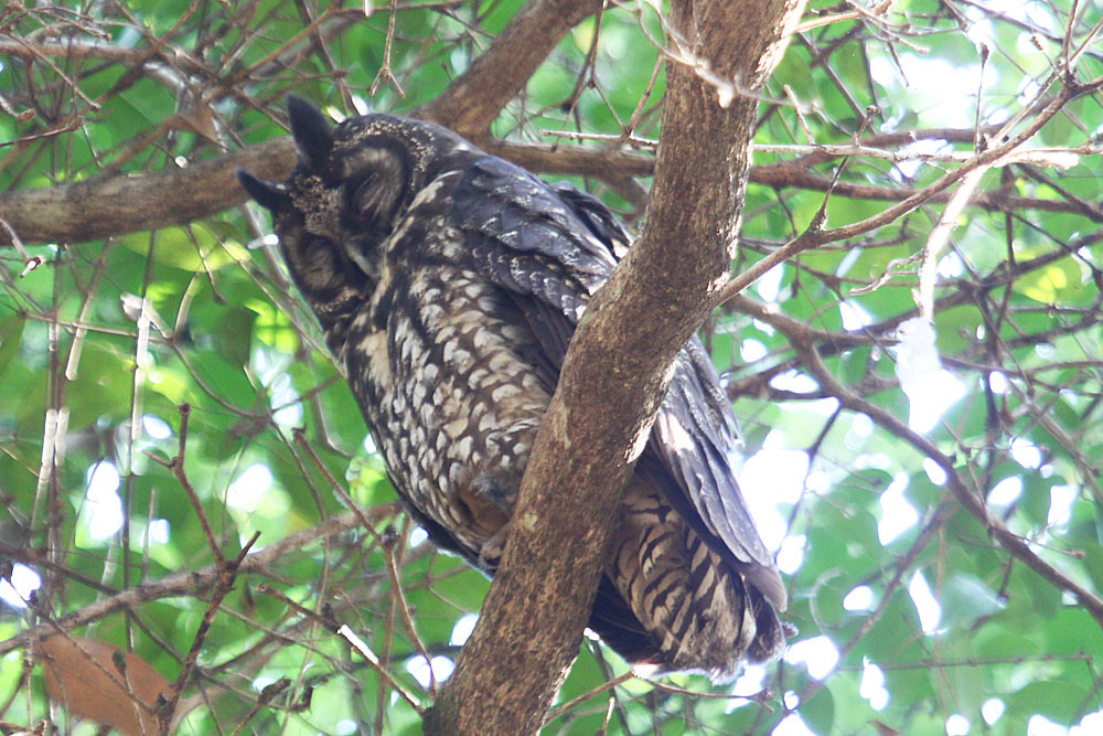 …and sometime we find a roosting Stygian Owl…