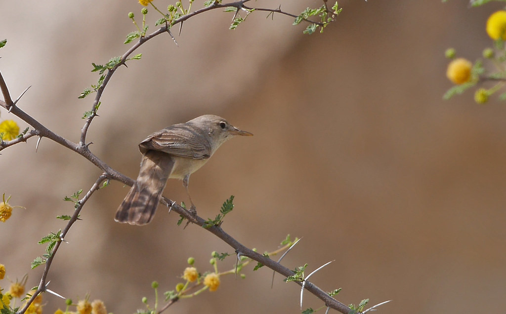 Upcher’s Warbler will be freshly arrived from its East African wintering grounds
