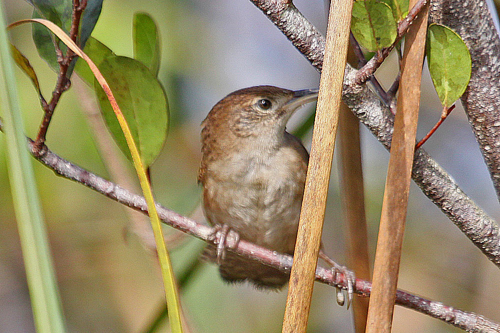 …to look in particular for the vocally very distinctive Zapata Wren.
