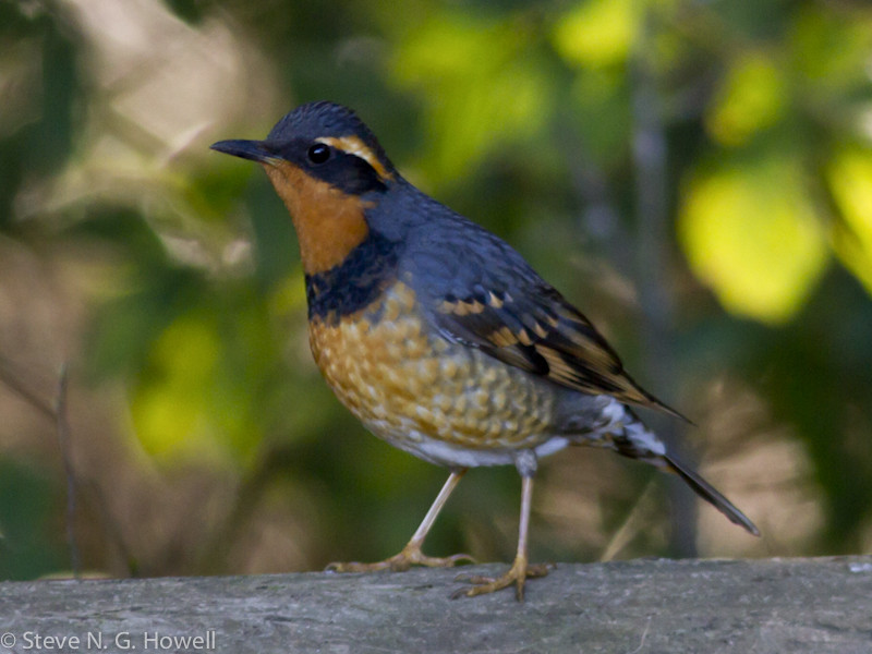 …and provide a new suite of birds such as Varied Thrush…