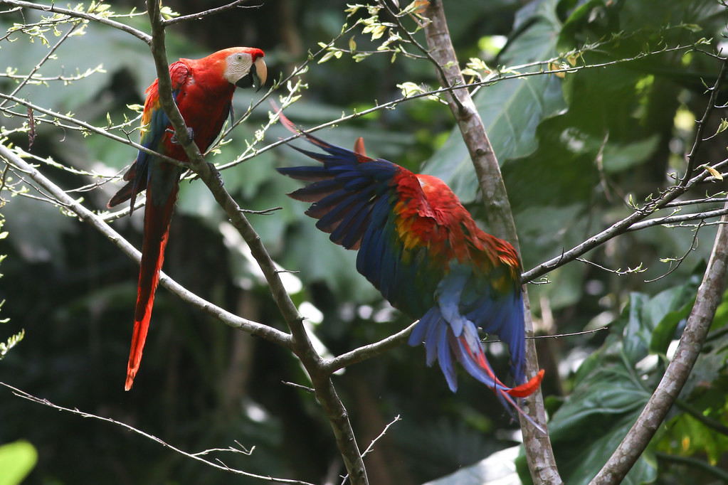 …or iconic Scarlet Macaws… 