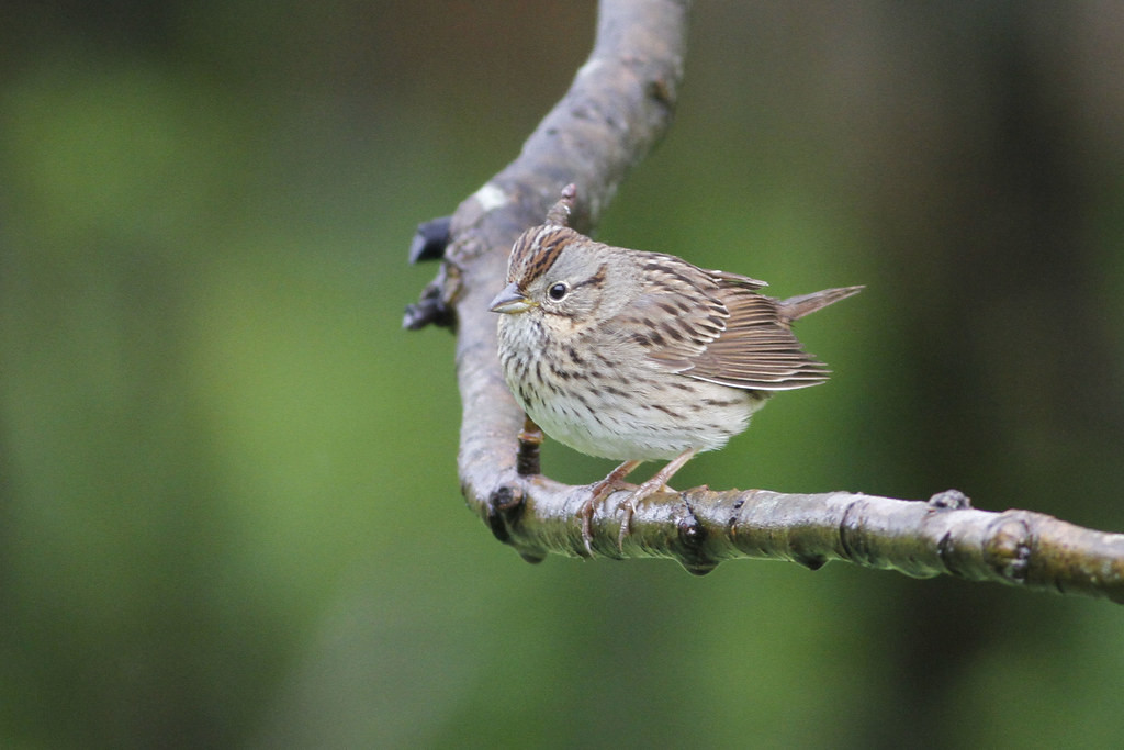 …and Lincoln’s Sparrow…(jl)