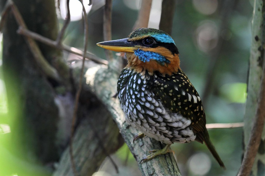 …the shy, forest-dwelling Spotted Wood Kingfisher…