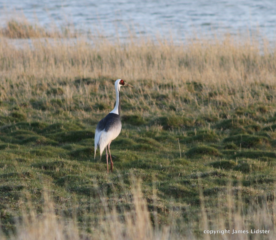 White-necked Cranes breed in the extensive reedbeds, 