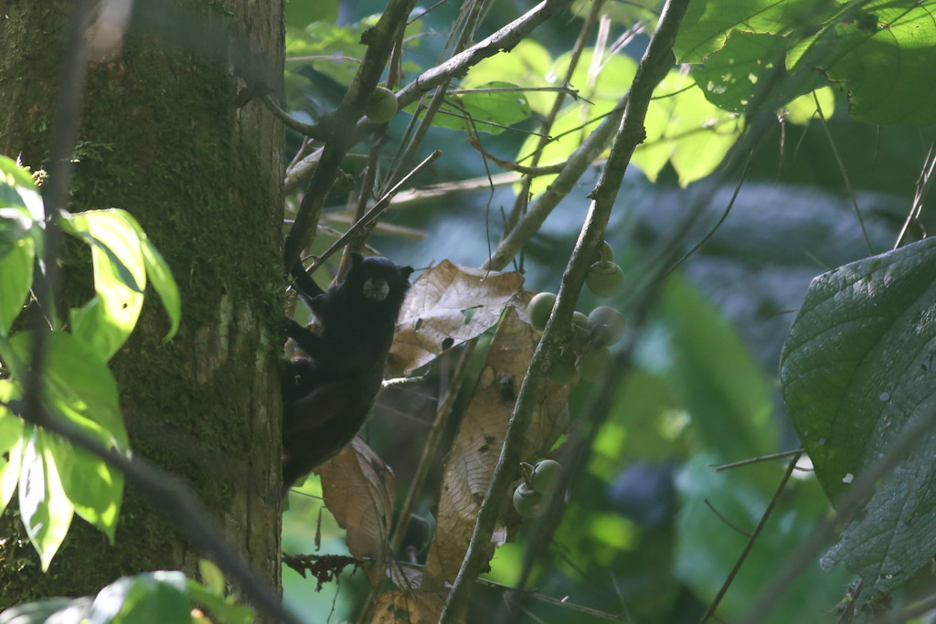 …and tamarin monkeys can be heard and seen in the trees nearby, as well. 
