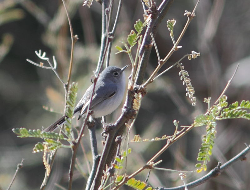 …and even the sparsely distributed Black-capped Gnatcatcher.