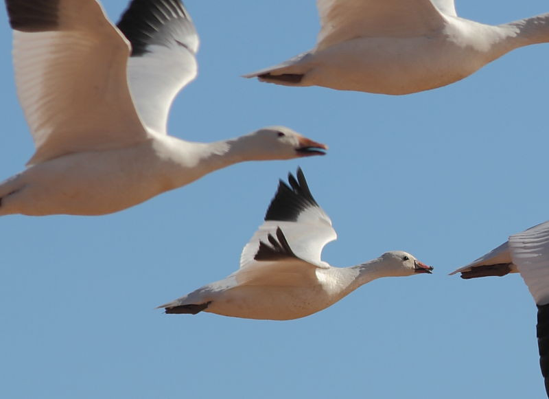 …and perhaps a Ross’s Goose with their larger Snow cousins.