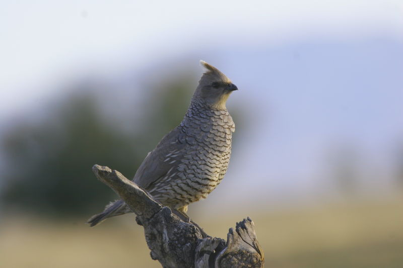 …or a Scaled Quail belting its two-note melody.