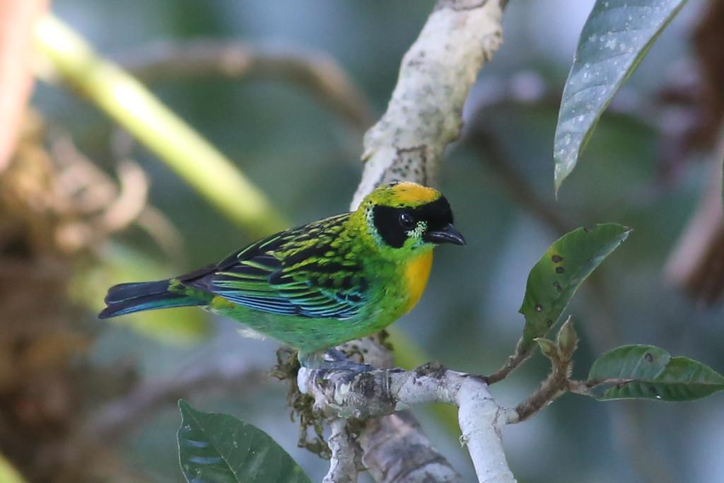 The mind-boggling diversity around the lodge ranges from gaudy Green-and-gold Tanagers…