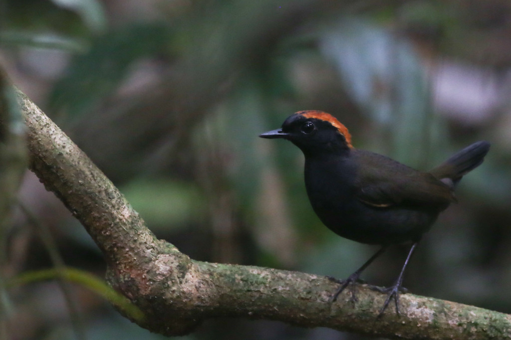Trips across to the south side of the river will turn up a wide array of different birds, like the striking Rufous-capped Antthrush… 