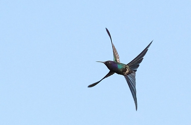 Some of the birds we hope to see include the astonishing Swallow-tailed Hummingbird… (Image: Skyler Streich)