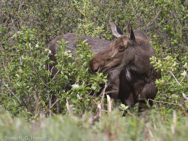 Big mammals can be abundant, such as these Moose…