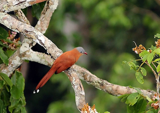 …or Black-bellied Cuckoo, among many other birds at home only in the canopy.