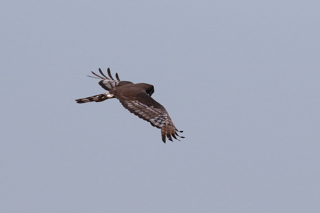 …whilst vast grasslands are home to the elegant Long-winged Harrier.