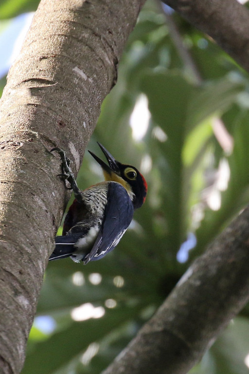 …like this Yellow-fronted Woodpecker…