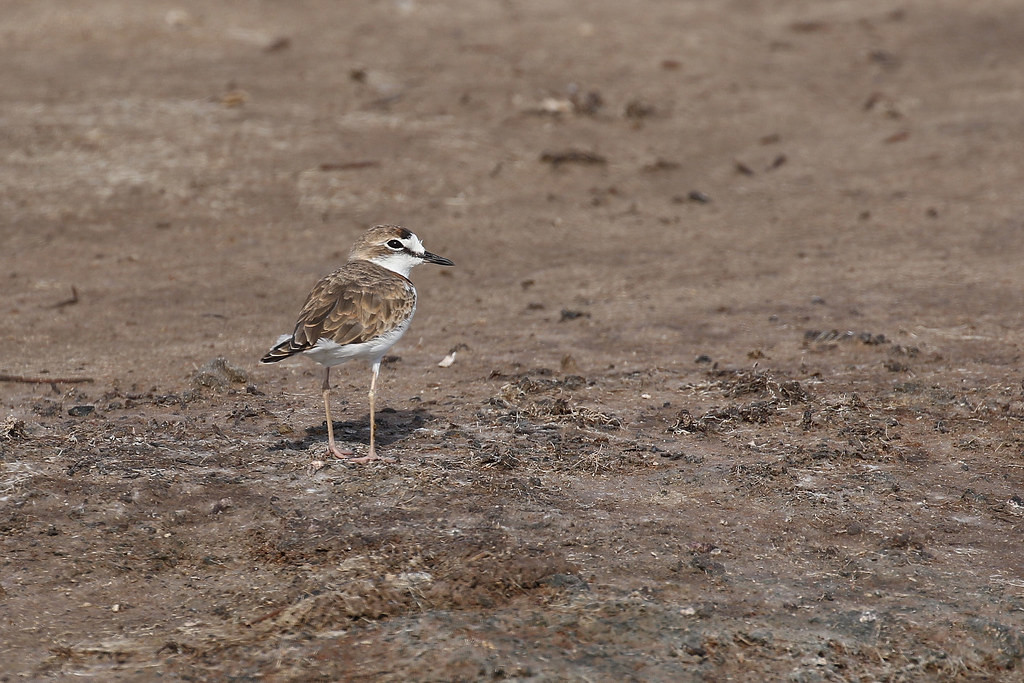 …and can hold many Collared Plovers as well as…