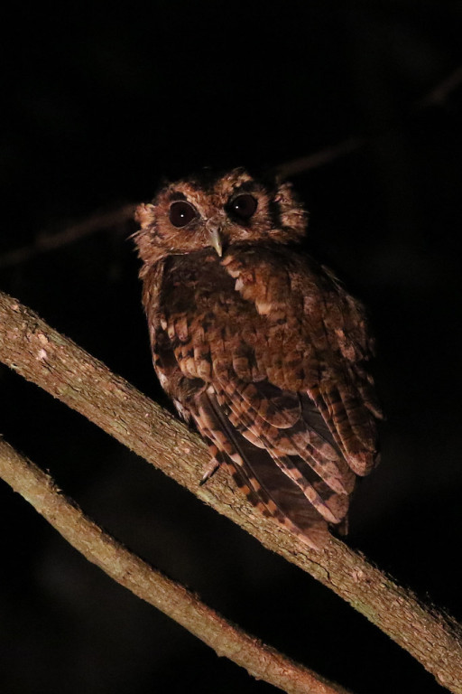 …a Black-capped Screech Owl…