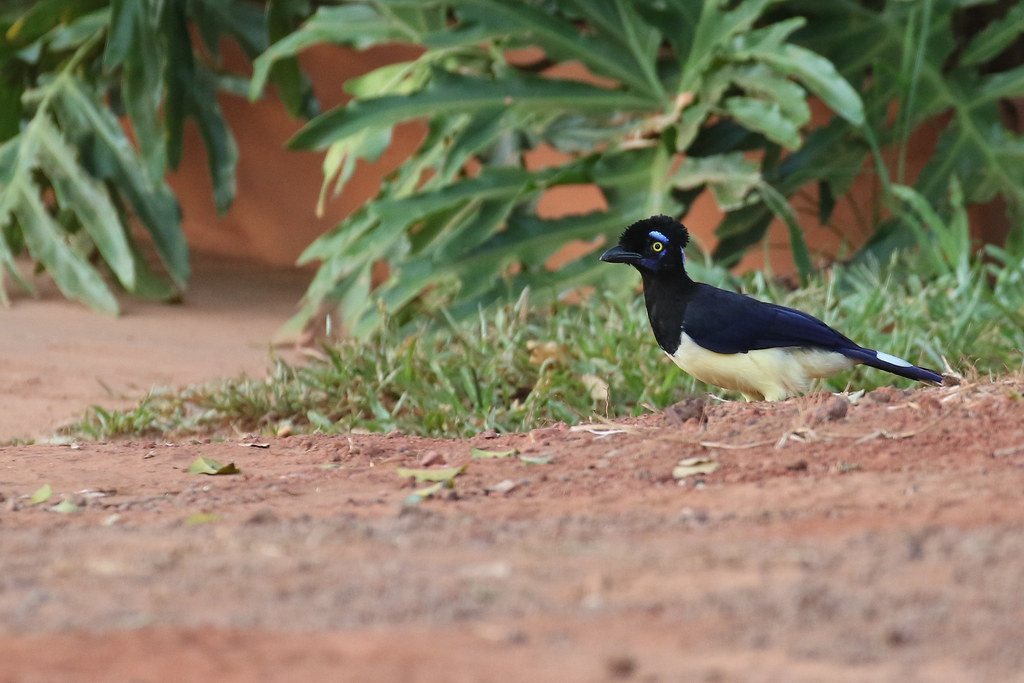 …and the dapper Plush-crested Jay.