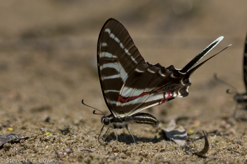 … that can include the stunning Dark Kite Swallowtail.