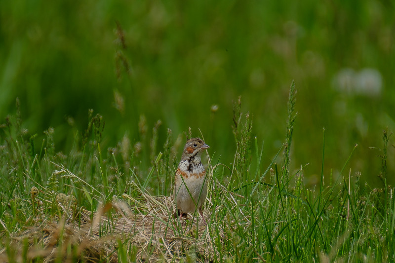 …and we may encounter Chestnut-eared Buntings as the farmers till the fields. 