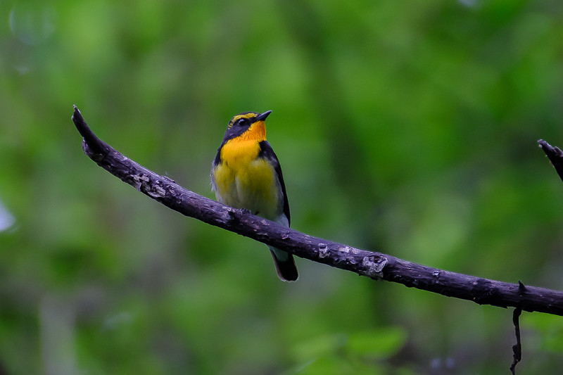 …and the stunning Narcissus Flycatcher is found in the forests here. 