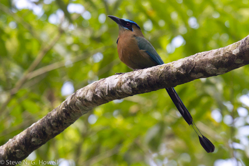 One tree may hold a Lesson’s (formerly Blue-crowned) Motmot…