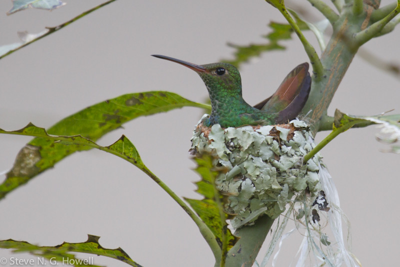 Although a Rufous-tailed Hummingbird nesting outside your cabin may distract you from sleep, 