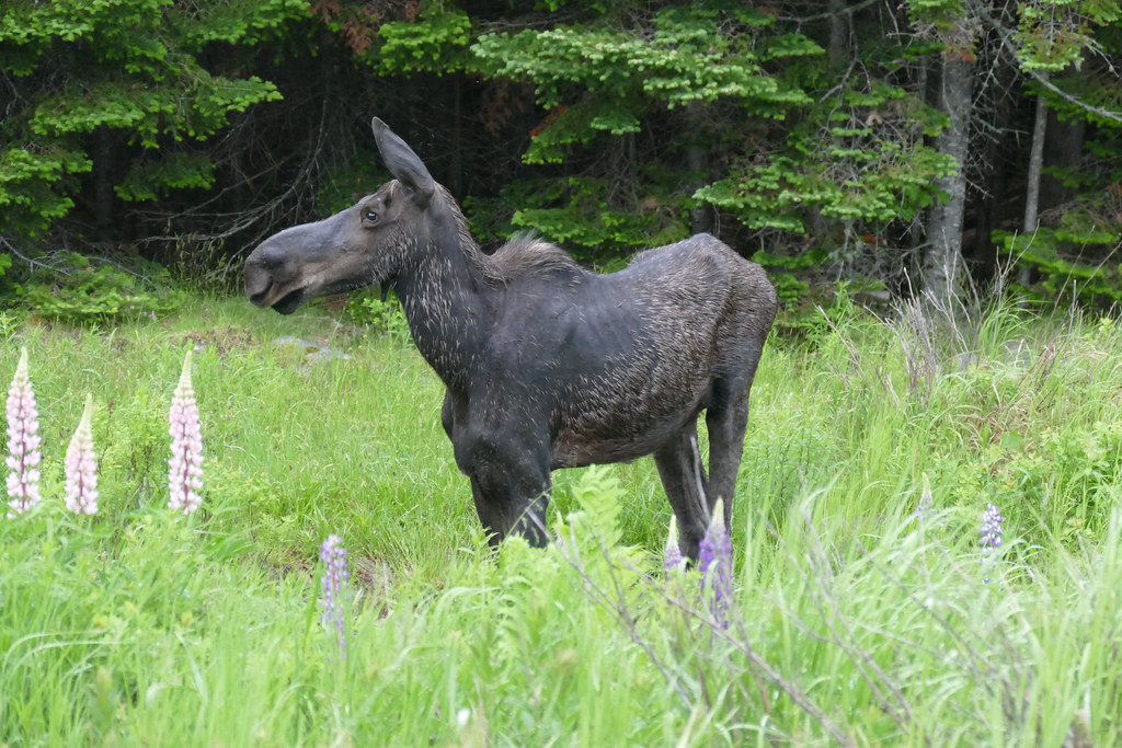 …and we may even come across Moose. 
