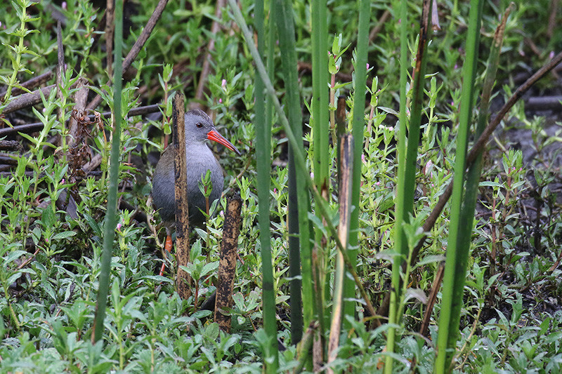 …and even some endangered species like Bogota Rail…
