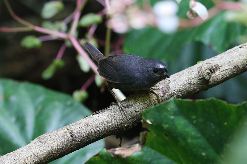 …but also some that are drab and elusive such as Santa Marta Tapaculo (even if this particular one was unusually cooperative).