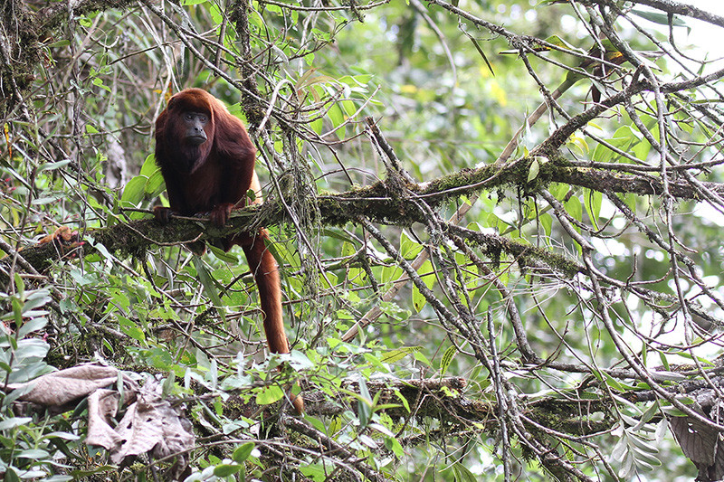 …and even a few mammals like Colombian Red Howler.