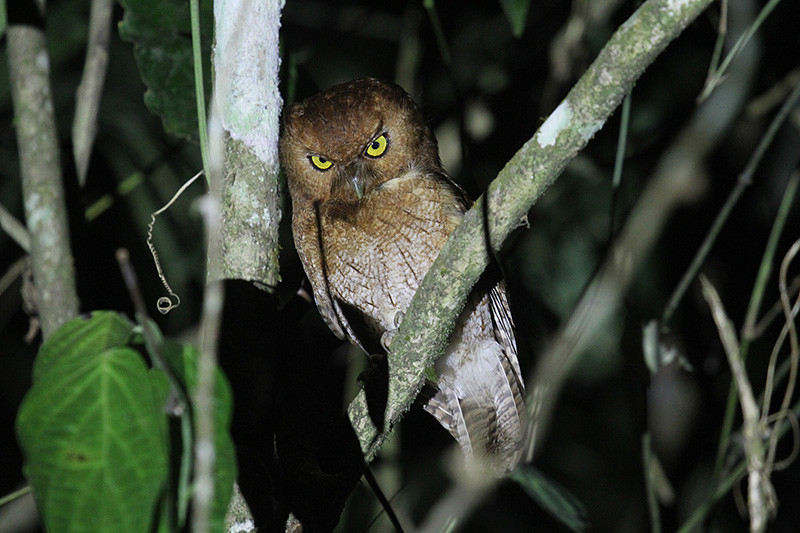 …and even some still undescribed species, like ‘Santa Marta’ Screech-Owl.