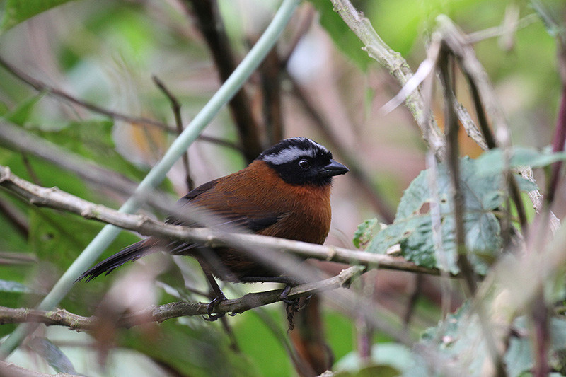 …many restricted-range species like this Tanager Finch…