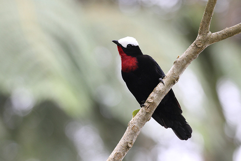 Birding in Colombia is absolutely fantastic, just like this White-capped Tanager.