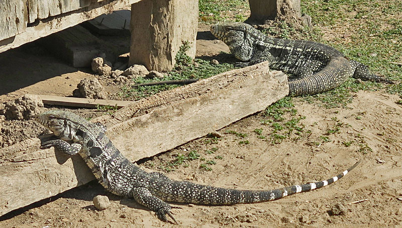 Argentine Black-and-white Tegus also call our lodge’s yard home.