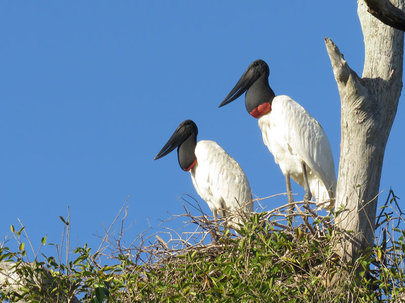 One of the world’s largest storks, the Jabiru is an impressive sight in the Pantanal.