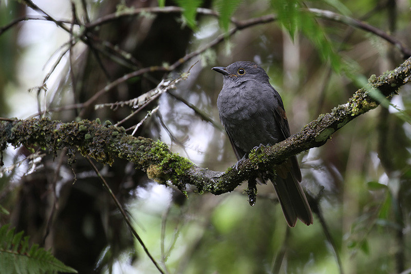 …and a few recently described species such the very local Chestnut-capped Piha…