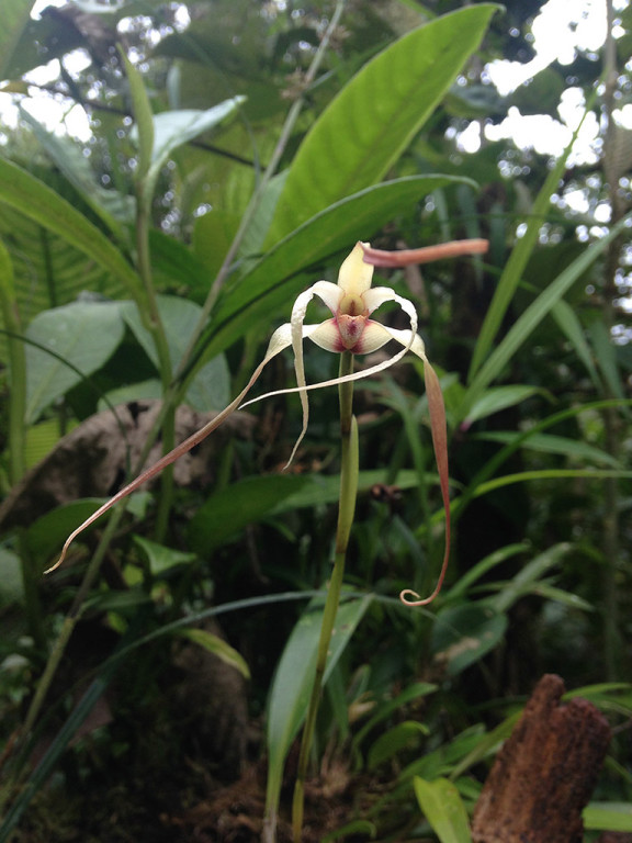 …plenty of stunning orchids…