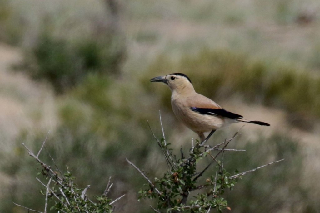 Where we see some highly sort-after species such as Henderson’s Ground Jay,..